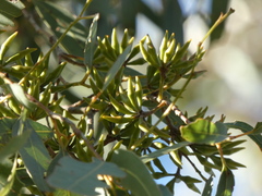 Eucalyptus wandoo