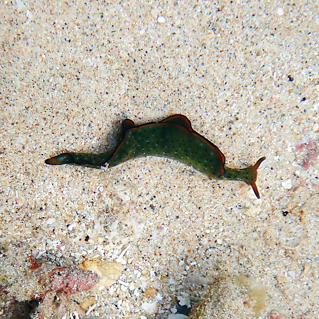 Tri-banded Taco Slug