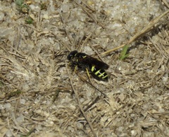 Philanthus lepidus