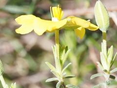 Hibbertia australis