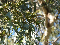 Eucalyptus wandoo