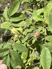 Rosa acicularis