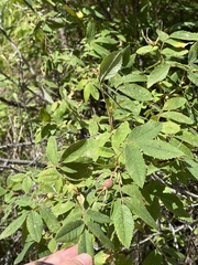Rosa acicularis