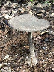 Amanita rhacopus