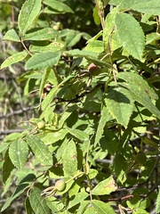 Rosa acicularis