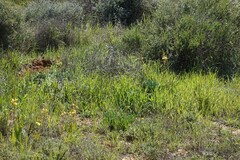 Bulbine