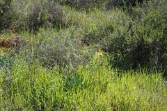 Bulbine