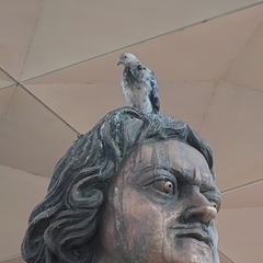 Columba livia domestica