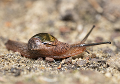 Stanisicarion freycineti