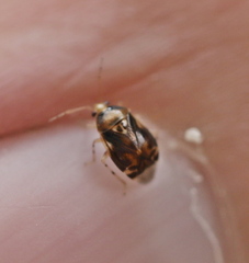 Deraeocoris lutescens