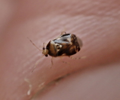 Deraeocoris lutescens