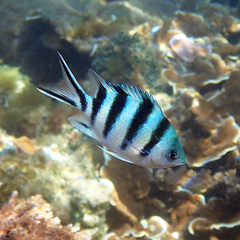 Abudefduf sexfasciatus