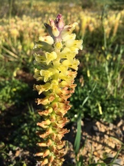 Lachenalia pallida