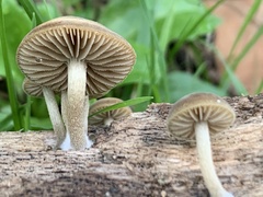 Simocybe