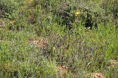 Bulbine