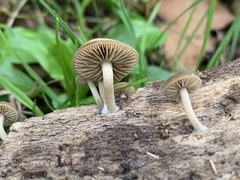 Simocybe