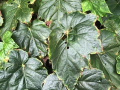 Begonia formosana