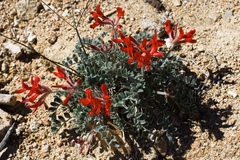 Astragalus coccineus