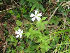 Silene gracillima