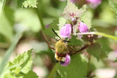 Hemaris fuciformis