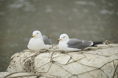 Larus crassirostris