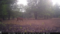 Tragelaphus scriptus