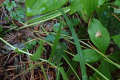 Coptis aspleniifolia