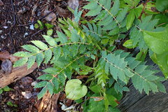 Berberis nervosa
