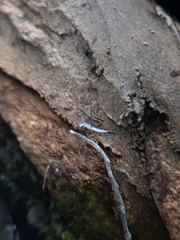 Brachydiplax chalybea