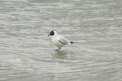 Chroicocephalus ridibundus