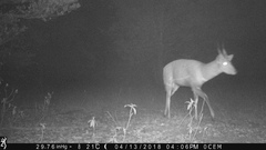 Tragelaphus scriptus