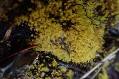 Aulacomnium androgynum