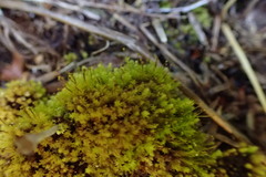 Aulacomnium androgynum