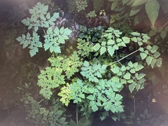 Corydalis