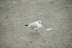 Chroicocephalus ridibundus