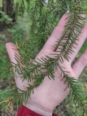 Picea obovata