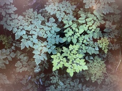 Corydalis