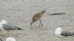 Numenius madagascariensis