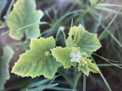 Cucumis melo agrestis