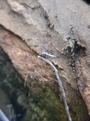 Brachydiplax chalybea
