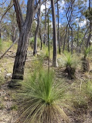Xanthorrhoea