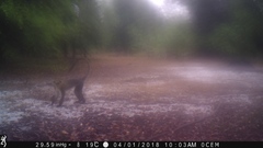 Cercopithecus campbelli