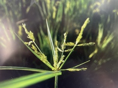 Cyperus iria
