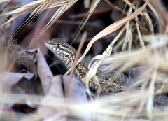 Uta stansburiana elegans
