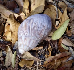 Lissachatina immaculata