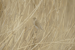 Emberiza schoeniclus