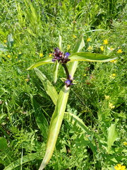 Gentiana macrophylla