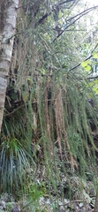 Dacrydium cupressinum