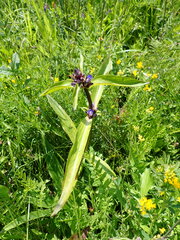 Gentiana macrophylla