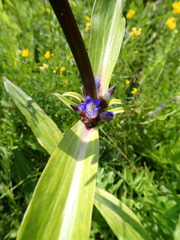 Gentiana macrophylla
